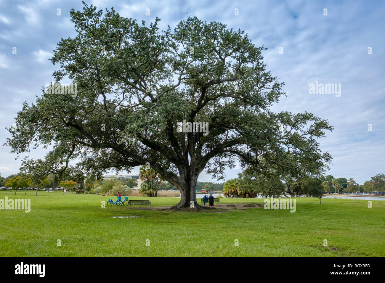 Il canto Quercia, o chime Tree, artista Jim Hart - New Orleans City Park, New Orleans, Louisiana, Stati Uniti d'America Foto Stock