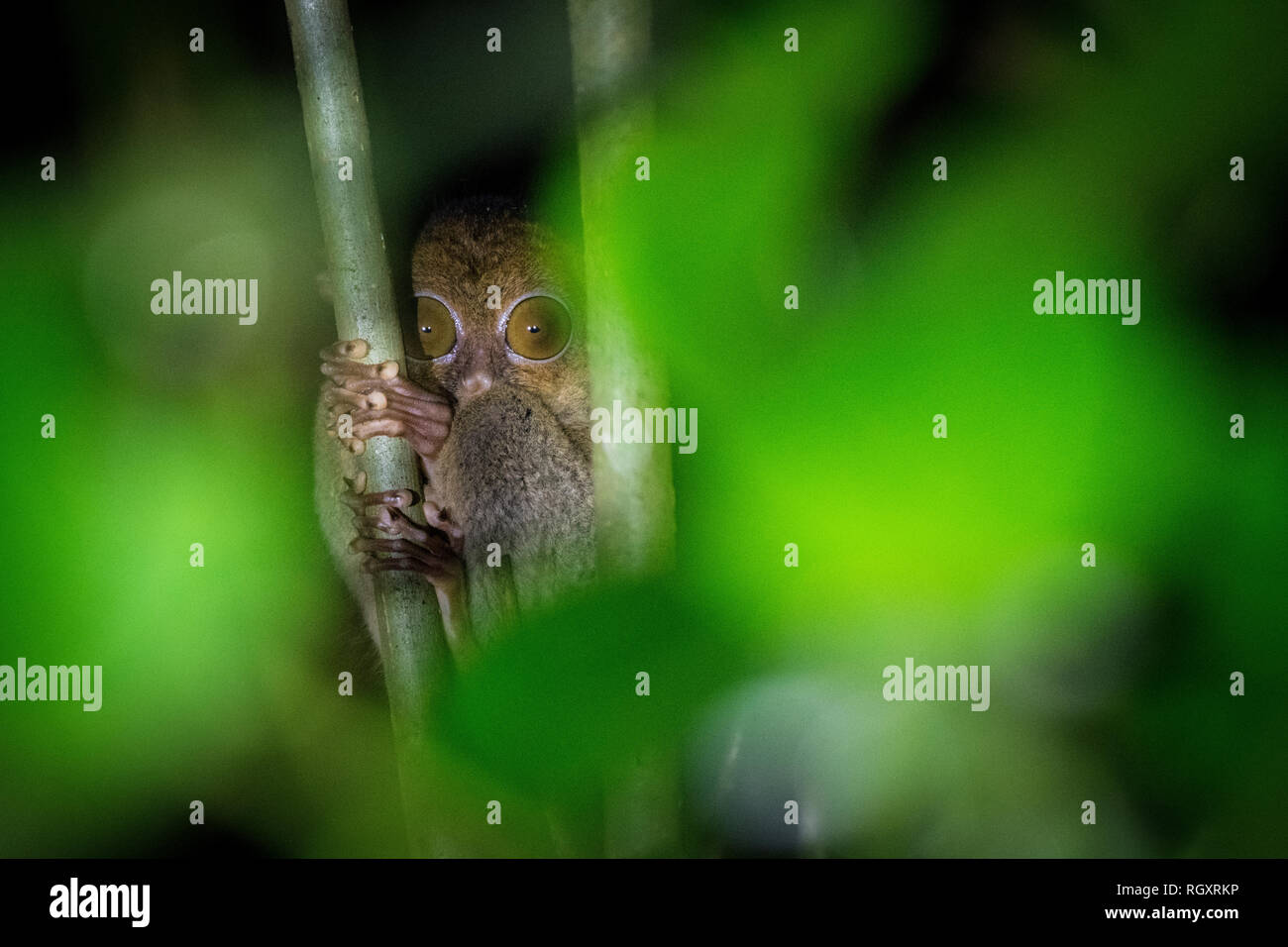 Un Tarsier occidentale/Horsfield, Cephalopachus bancanus, in un cespuglio di notte nella foresta pluviale della valle del Danum, Sabah, Borneo, Malesia. Foto Stock