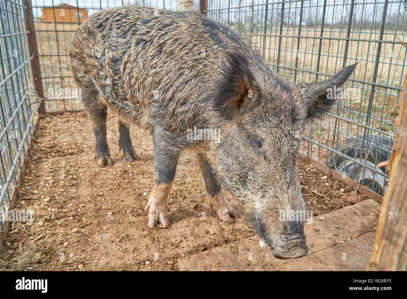 Enorme cinghiale catturati in una trappola per scatola Foto Stock