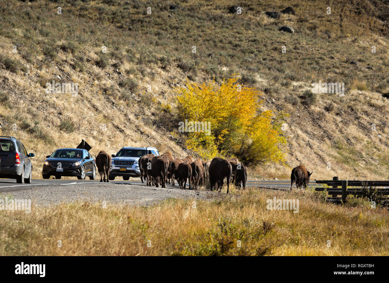 WYOMING - una strada jam come un piccolo gruppo di buffalo tentativo di utilizzare la strada ponte per attraversare il fiume Yellowstone nel Parco Nazionale di Yellowstone. Foto Stock