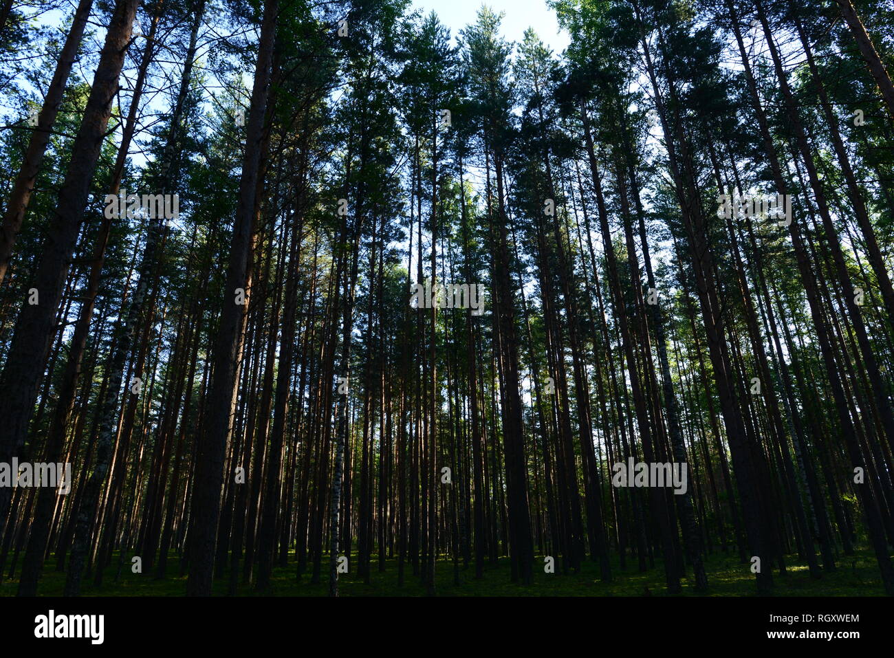 Esili pini la foresta di conifere overhead nel cielo con la luce del sole del sole al mattino Foto Stock