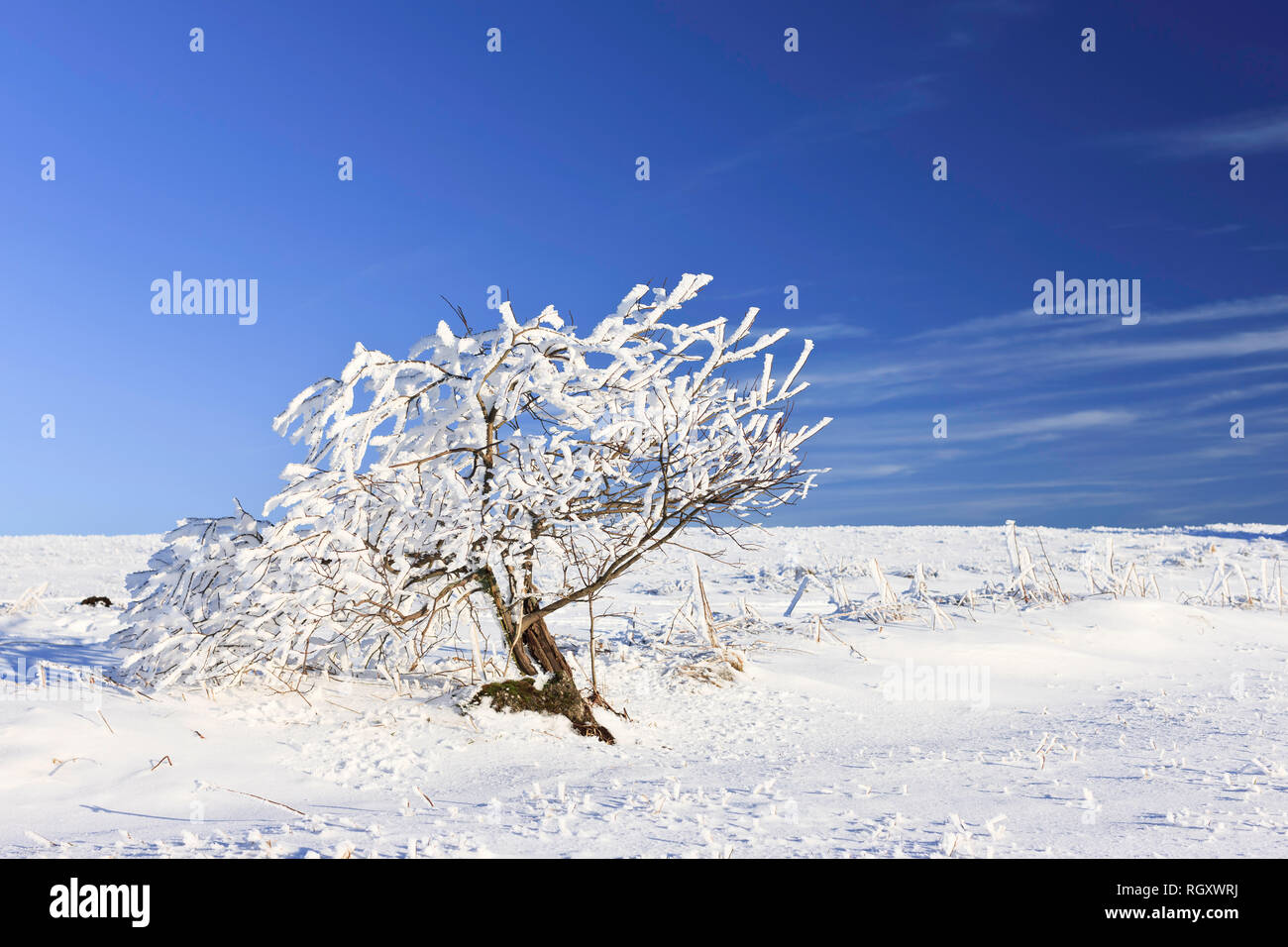 Albero giovane, nonostante la neve e il ghiaccio sulla cima di una montagna (Wasserkuppe), biosfera, Rhoen, Hessen, Germania, Europa Foto Stock