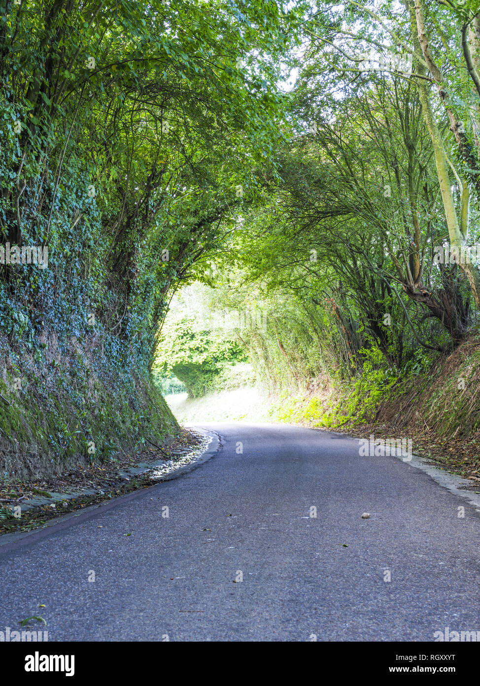 Green Tunnel, strada stretta, Calvados, Normandia, Francia, Europa Foto Stock