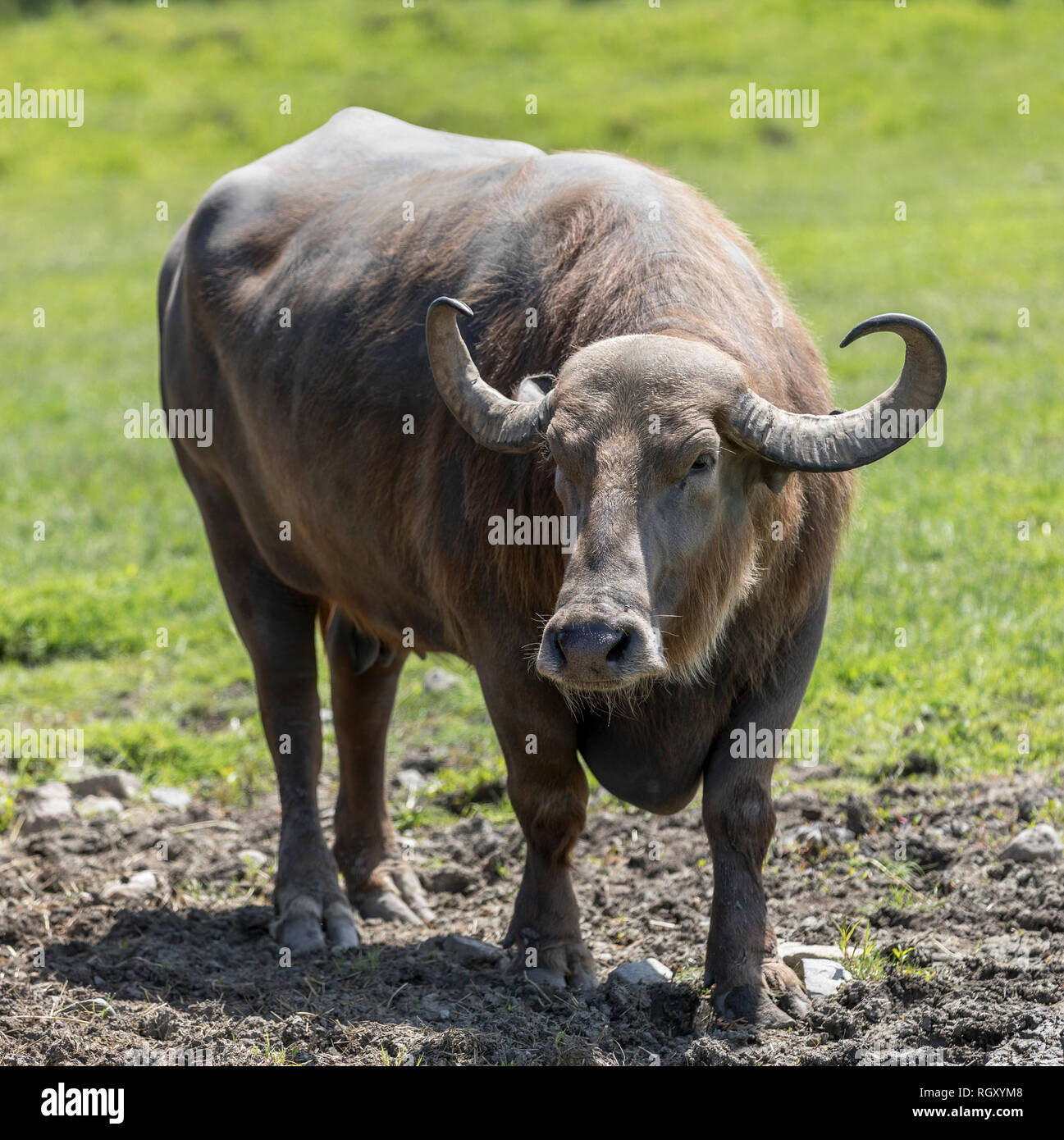 Buffalo su uno sfondo verde nel parco di safari in Hemmingford, Quebec, Canada Foto Stock