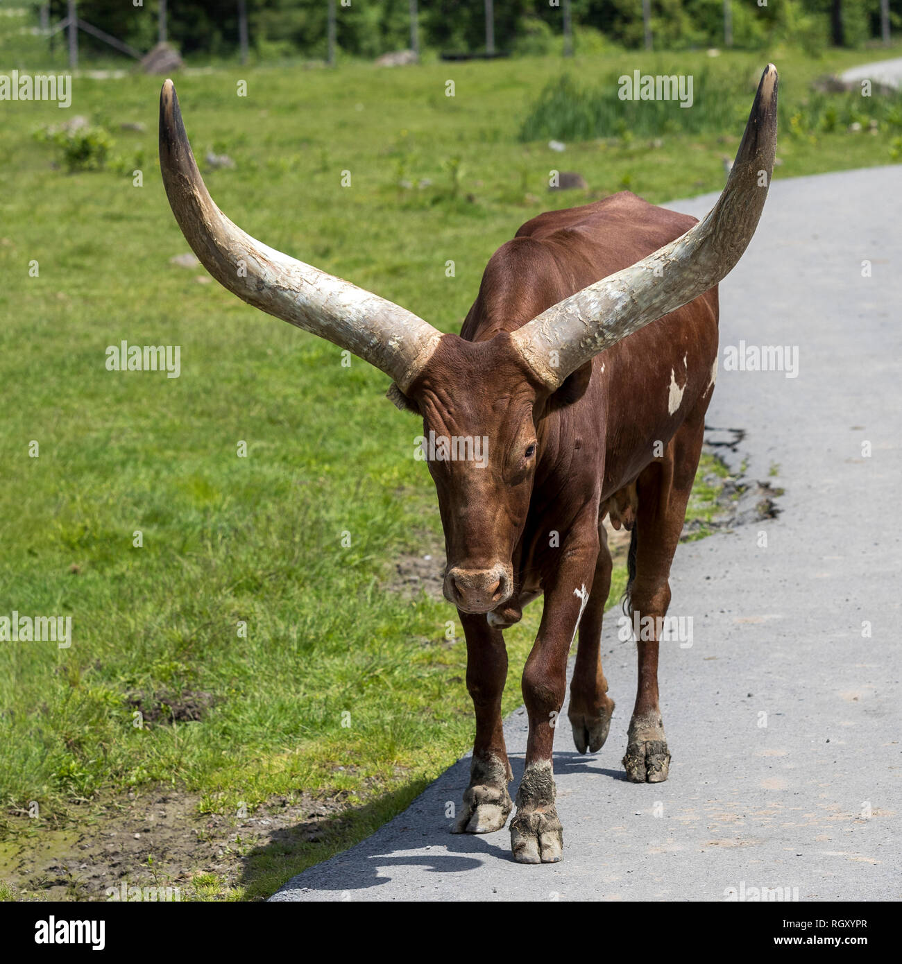 Ritratto di un Ankole-Watusi bestiame al Parc Safari in Hemmingford, Quebec, Canada. Foto Stock