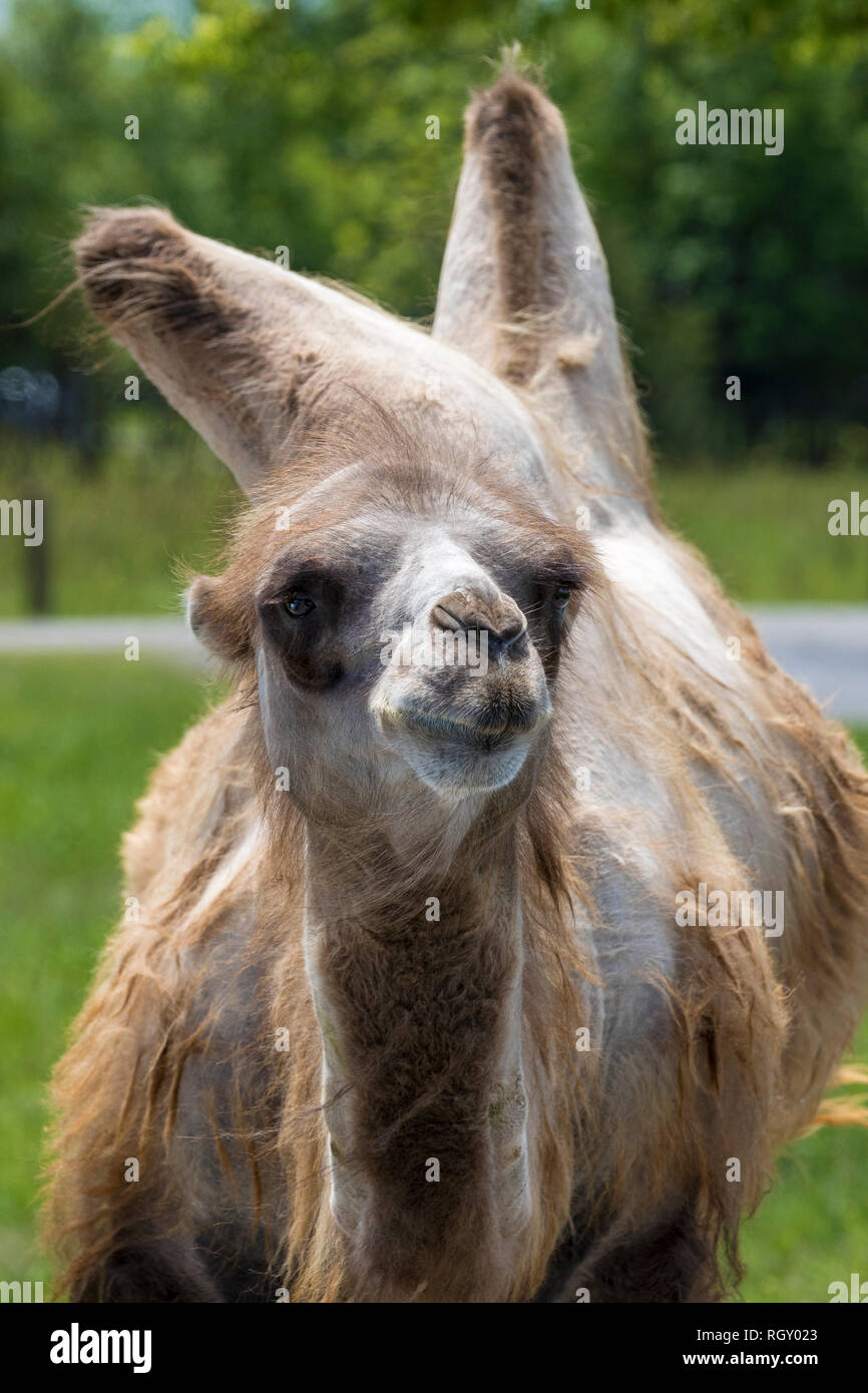 Ritratto di un cammello Bactrian che presenta due gobbe sulla sua schiena Foto Stock