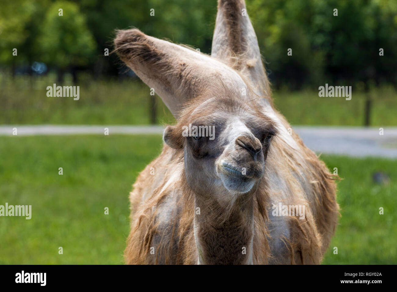 Ritratto di un cammello Bactrian che presenta due gobbe sulla sua schiena Foto Stock
