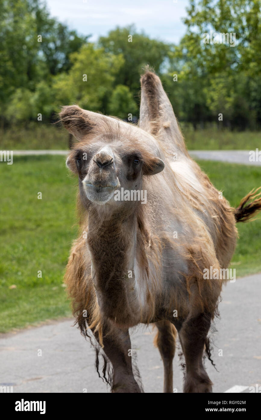 Joyfull Bactrian Camel in uno zoo Foto Stock