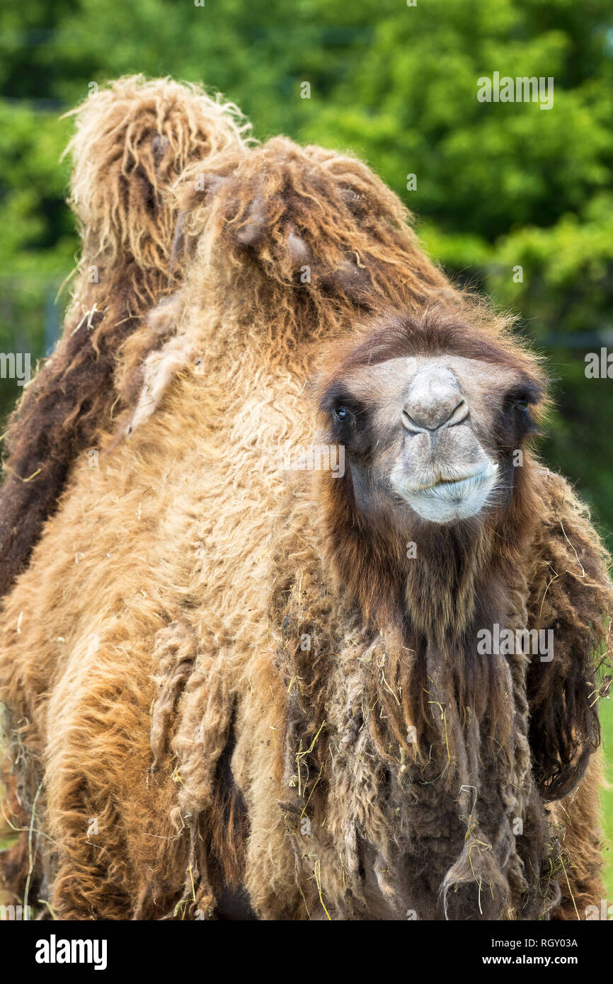 Bactrian Camel (Camelus bactrianus) con due gobbe sul suo dorso in uno zoo Foto Stock