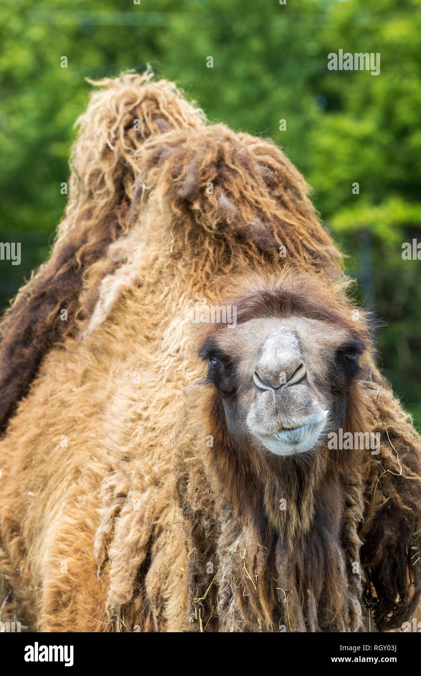 Bactrian Camel (Camelus bactrianus) con due gobbe sul suo dorso in uno zoo Foto Stock
