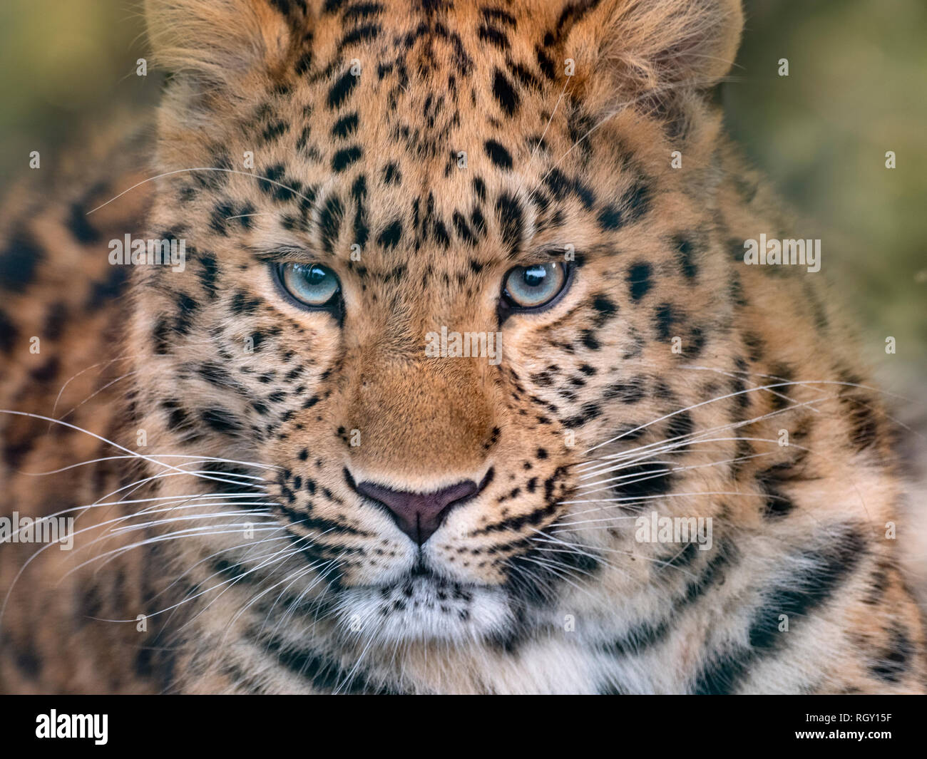 Amur leopard Panthera pardus orientalis captive Foto Stock