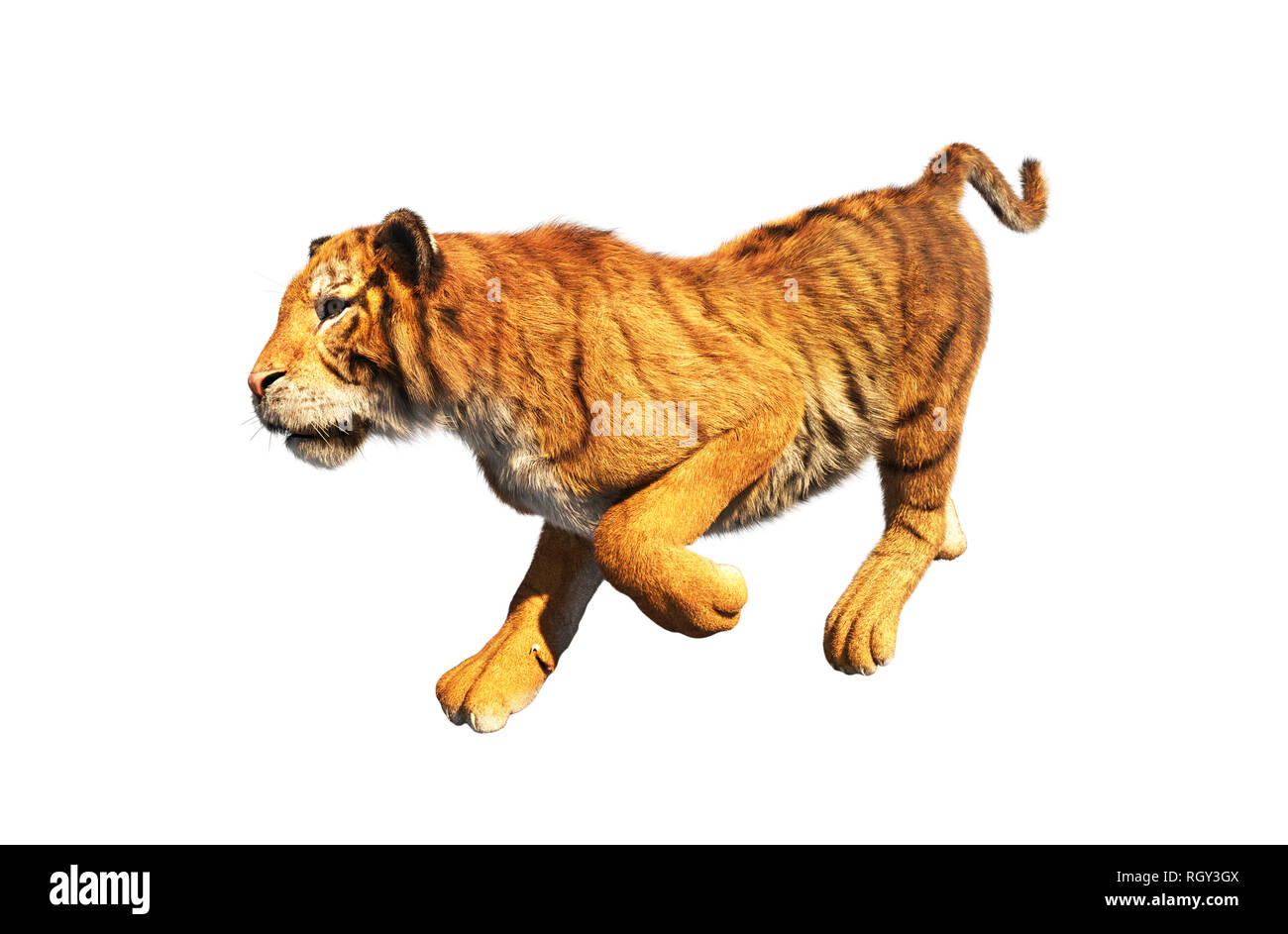 Tiger trottare isolati su sfondo bianco,3d rendering Foto Stock