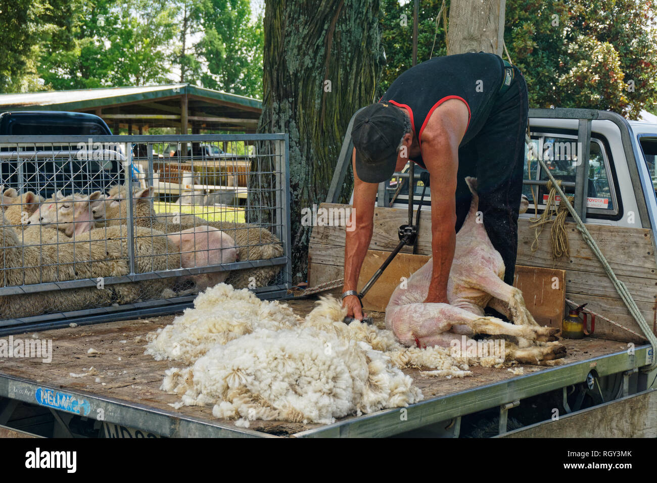 Pecore shearer, indossando il regolamento pecore tosatori vestiti di nero  giubbotto nero e jeans, tranciatura di una pecora, Nuova Zelanda Foto stock  - Alamy