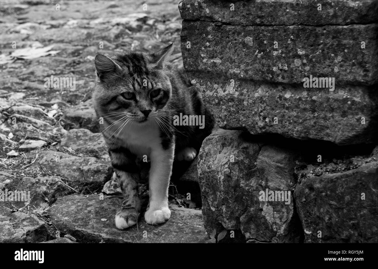 Un gatto di strada nello storico borgo collinare di Portole in Istria, Croazia Foto Stock