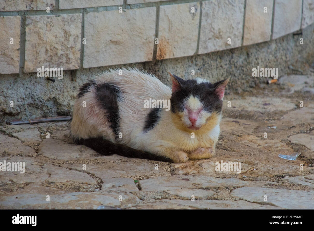 Un giovane malaticcio in bianco e nero street cat in Istria, Croazia Foto Stock
