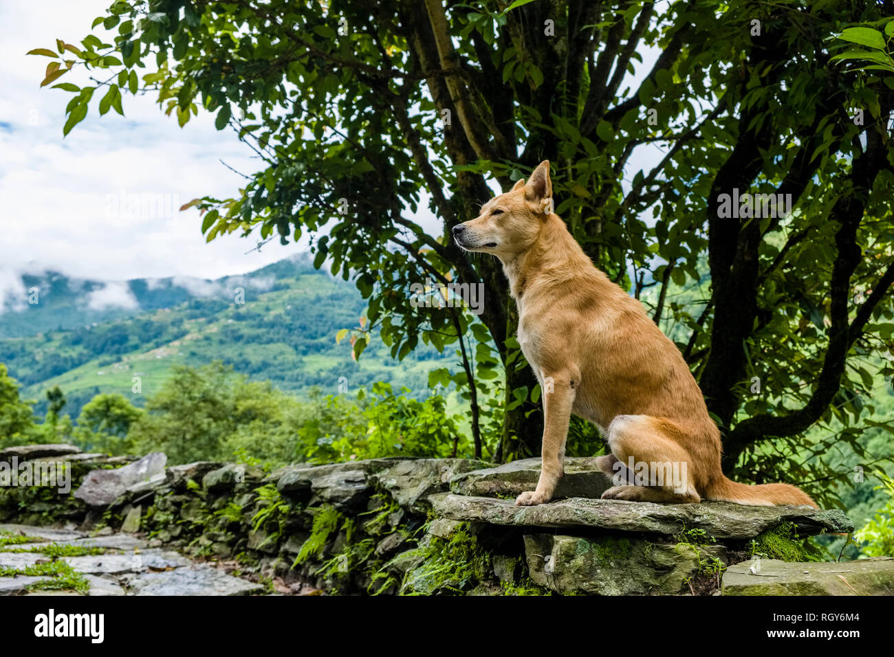 Un marrone cane selvatico è seduta su una parete Foto Stock
