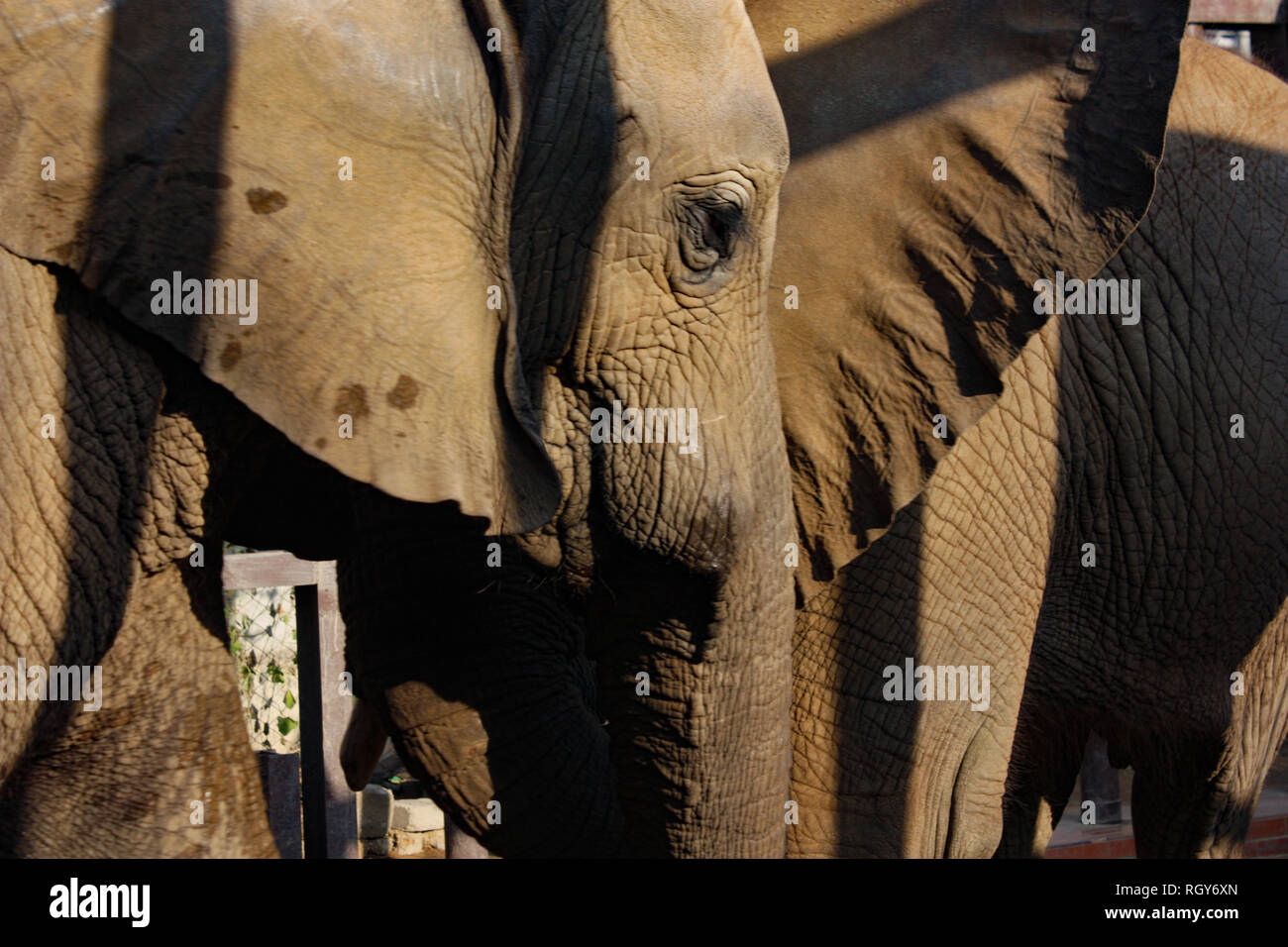 Bella Baby Elephant a Karachi Zoo Foto Stock