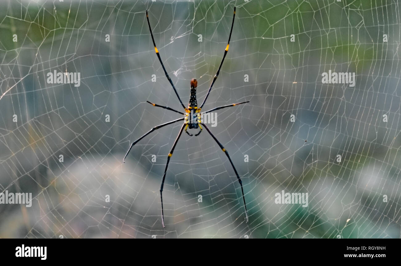 Giant golden orb-web spider/tessitore. Nome scientifico Nephila maculata o Nephila Pilipes appoggiata nella sua realizzate perfettamente web. Ragni di questa specie Foto Stock