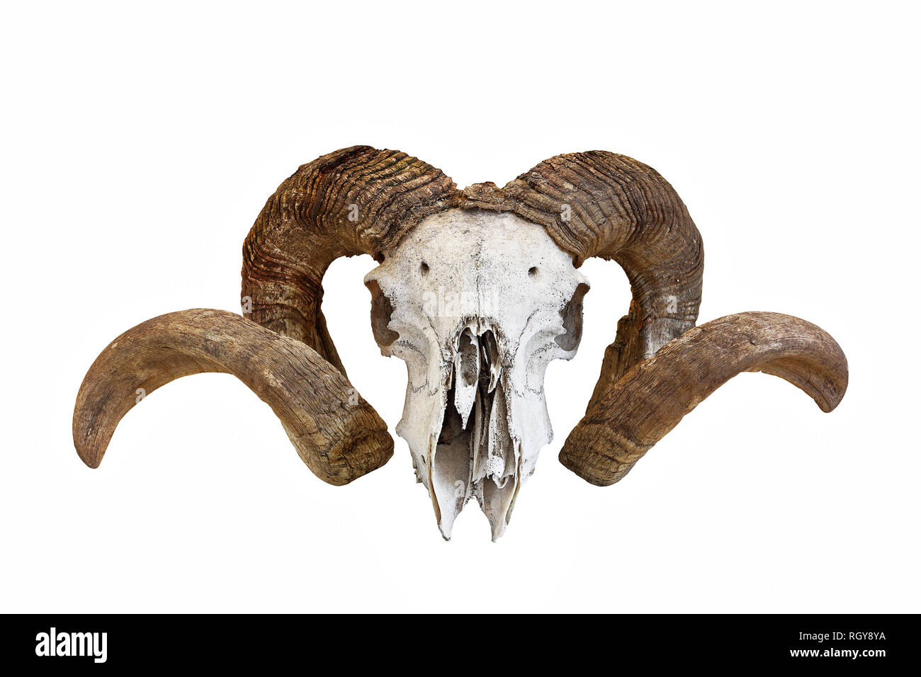 Grande pecora cranio ram isolate su sfondo bianco Foto Stock