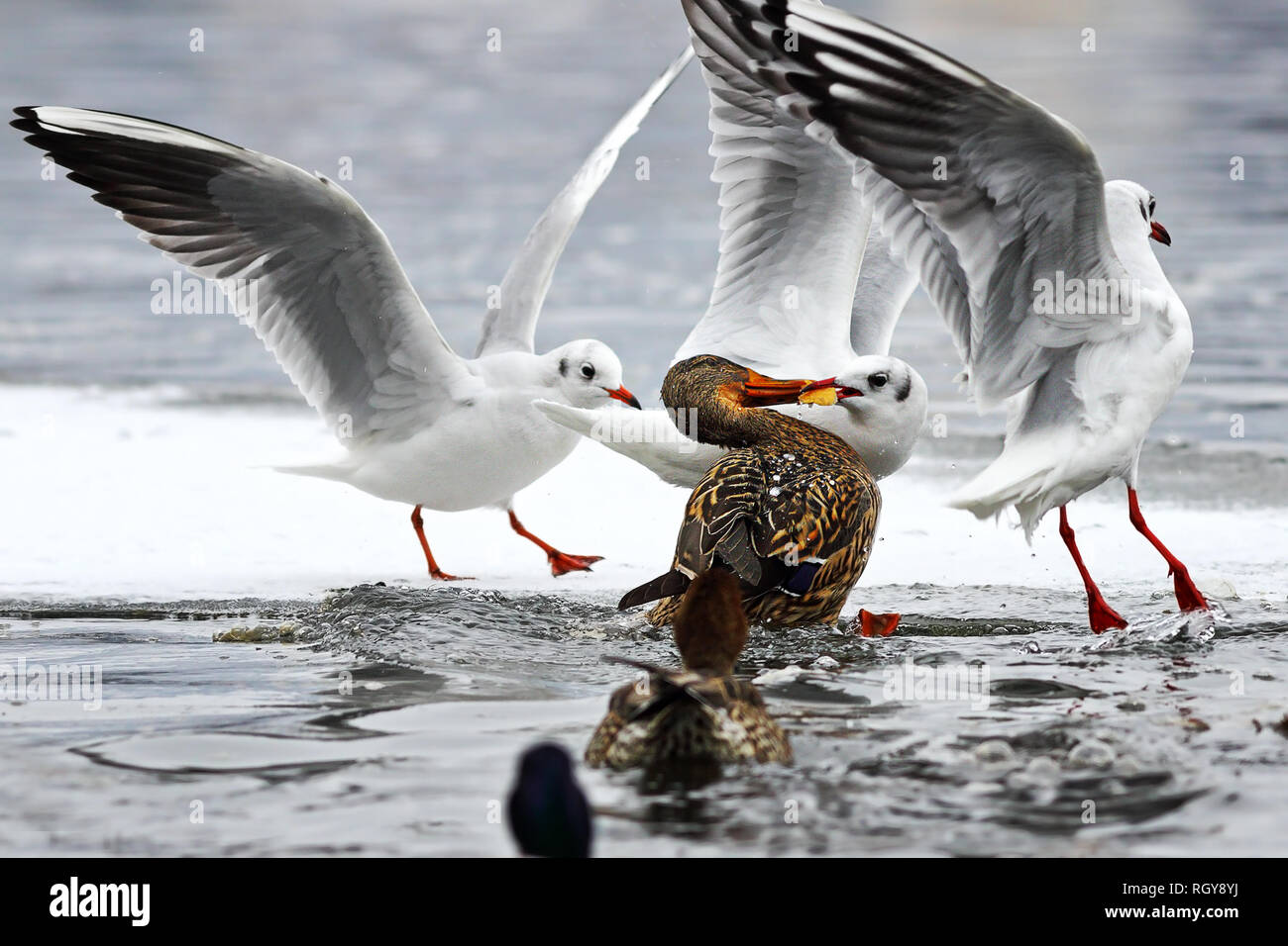 Testa nera gull ( Chroicocephalus ridibundus ) e Mallard duck ( Anas platyrhynchos ) in lotta per il cibo in una fredda giornata invernale Foto Stock