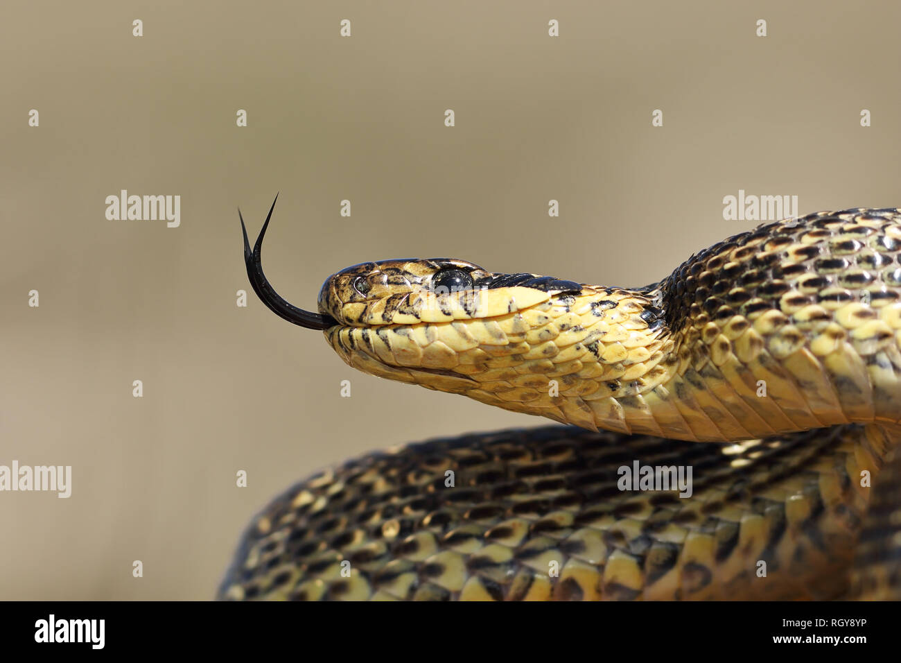 Bella adulto spotted snake verticale ( Elaphe sauromates ) Foto Stock