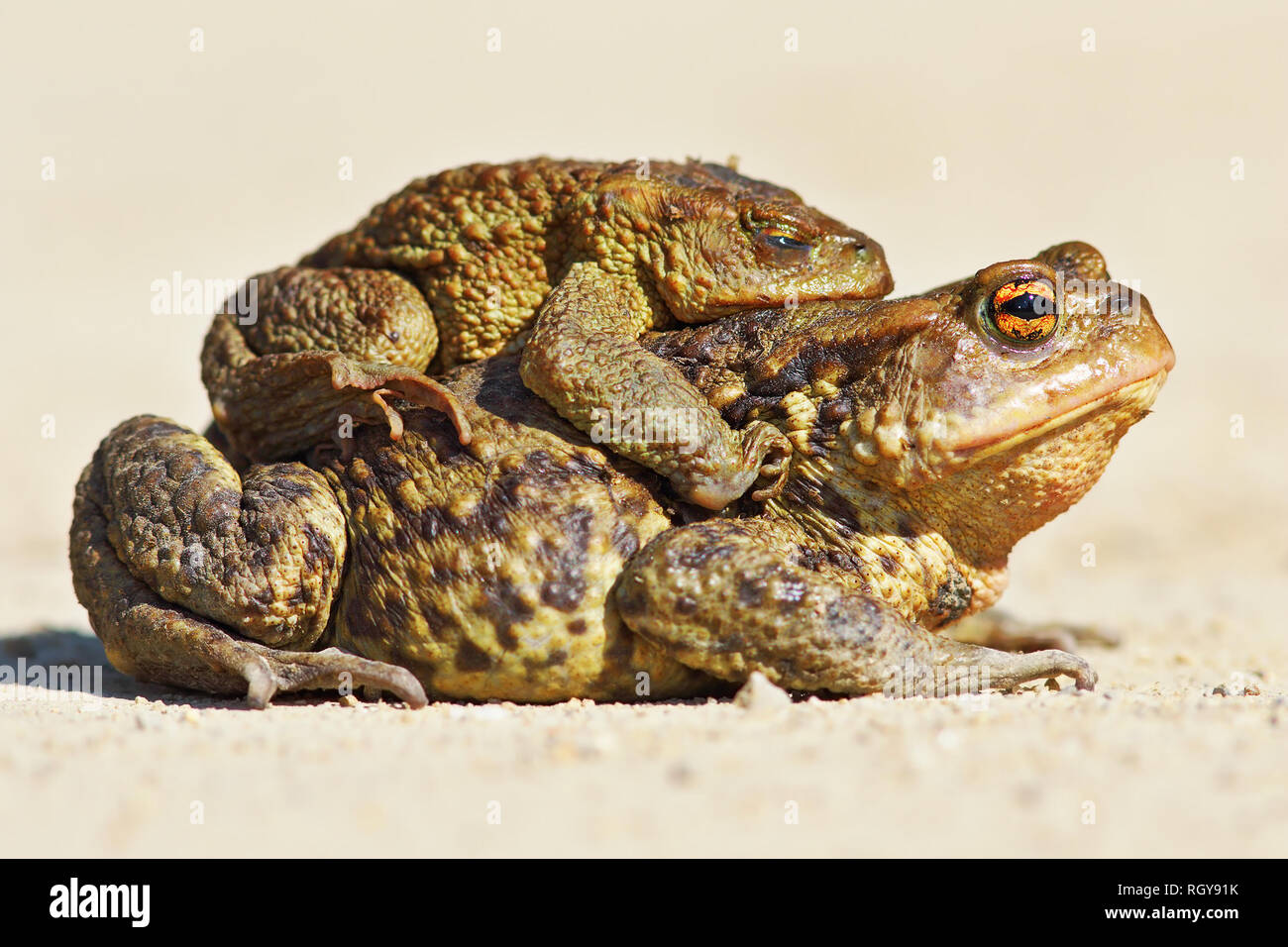 Comune rospo marrone in accoppiamento stagione ( Bufo bufo ); le femmine spesso portano i maschi per l'accoppiamento stagno, un atto chiamato amplexus Foto Stock