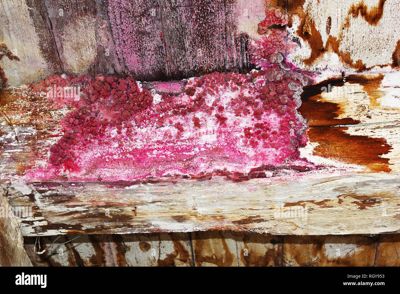 Attacco dei funghi su legno vecchio fascio; partite di fruttificazione boddies sulla superficie Foto Stock