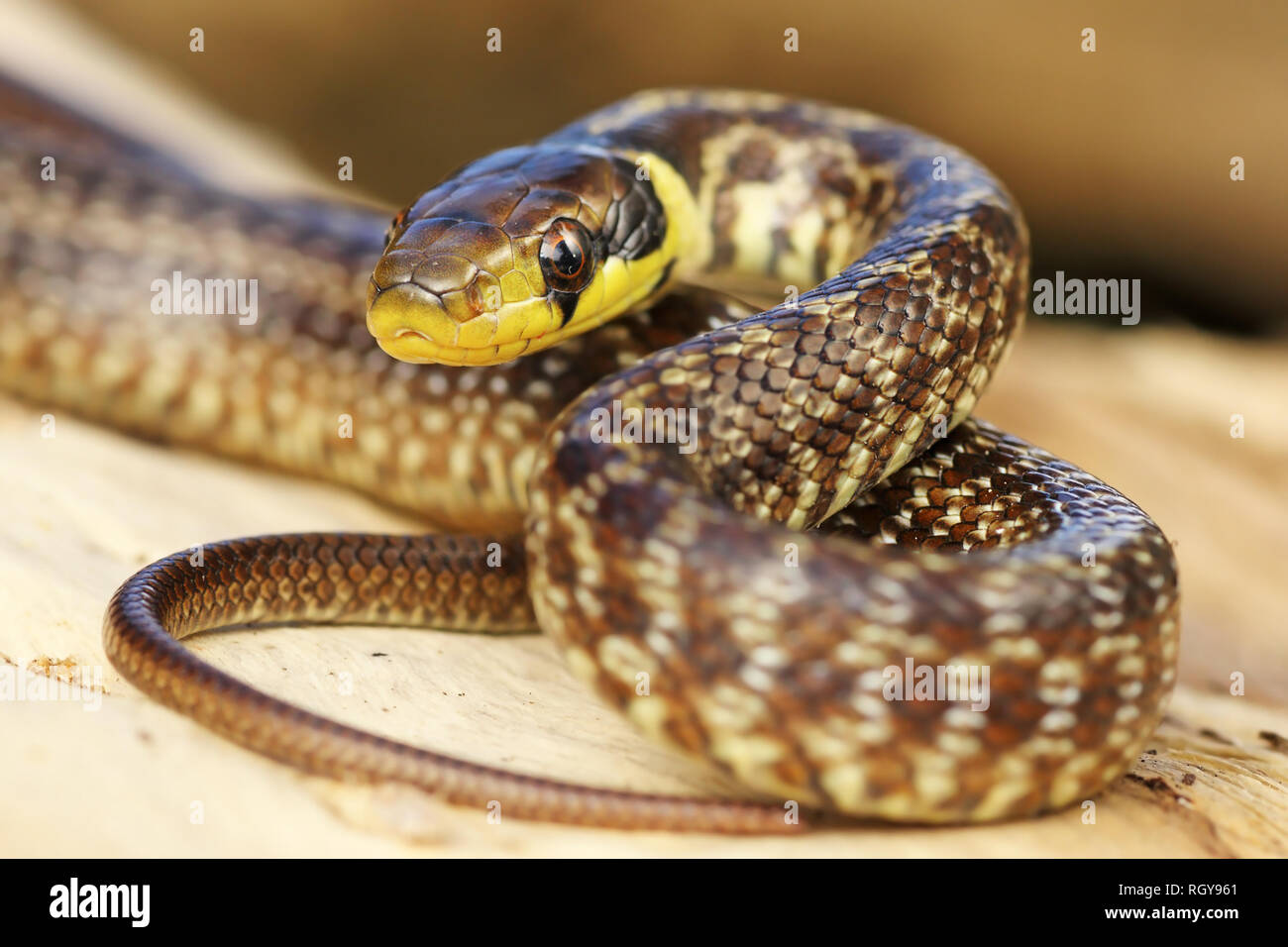 I capretti saettone sul ceppo di albero ( Zamenis longissimus ); questo animale è il simbolo della medicina Foto Stock