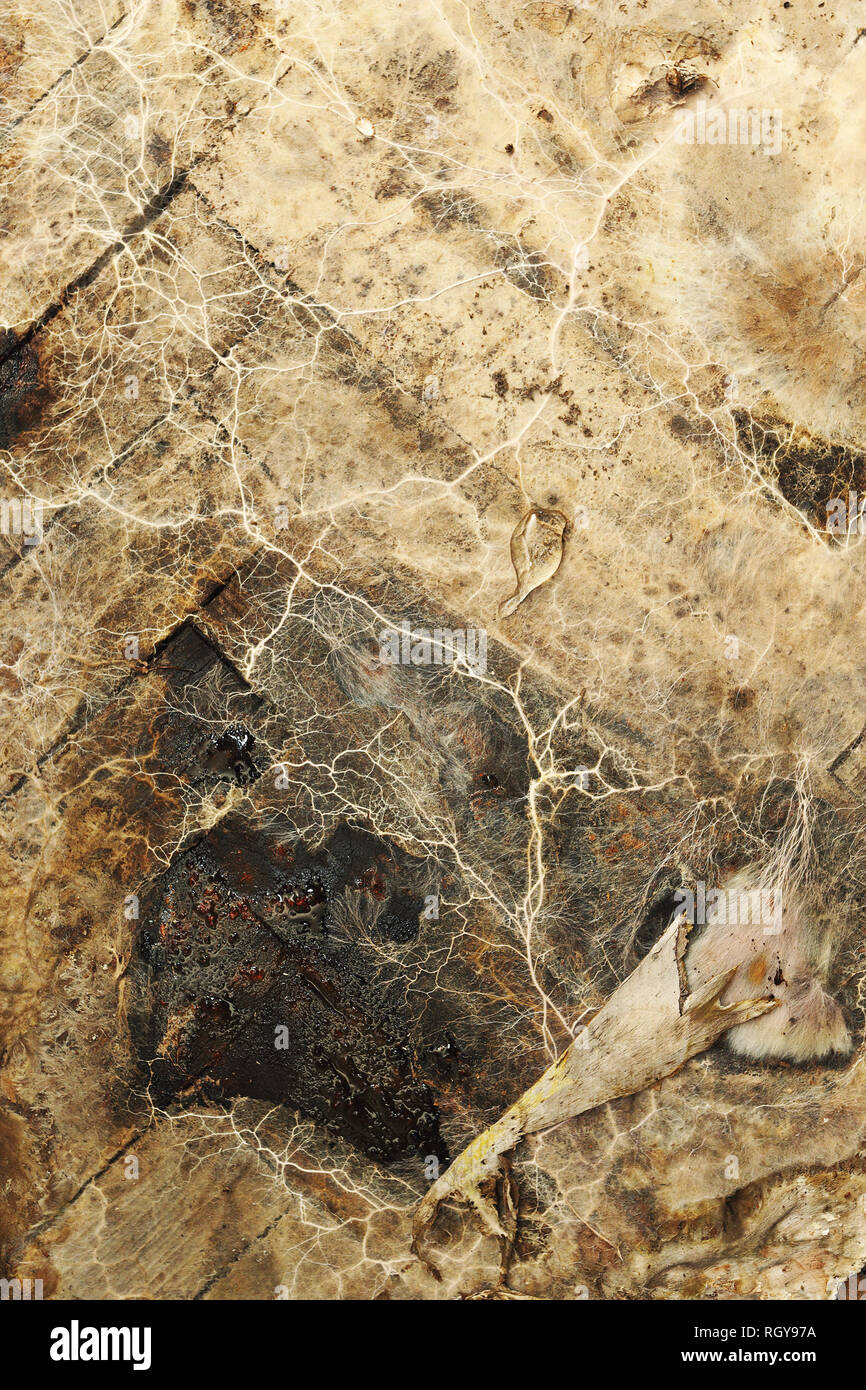 Textured micelio di dry rot su legno umido ( syn Serpula lacrymans Merulius ) Foto Stock