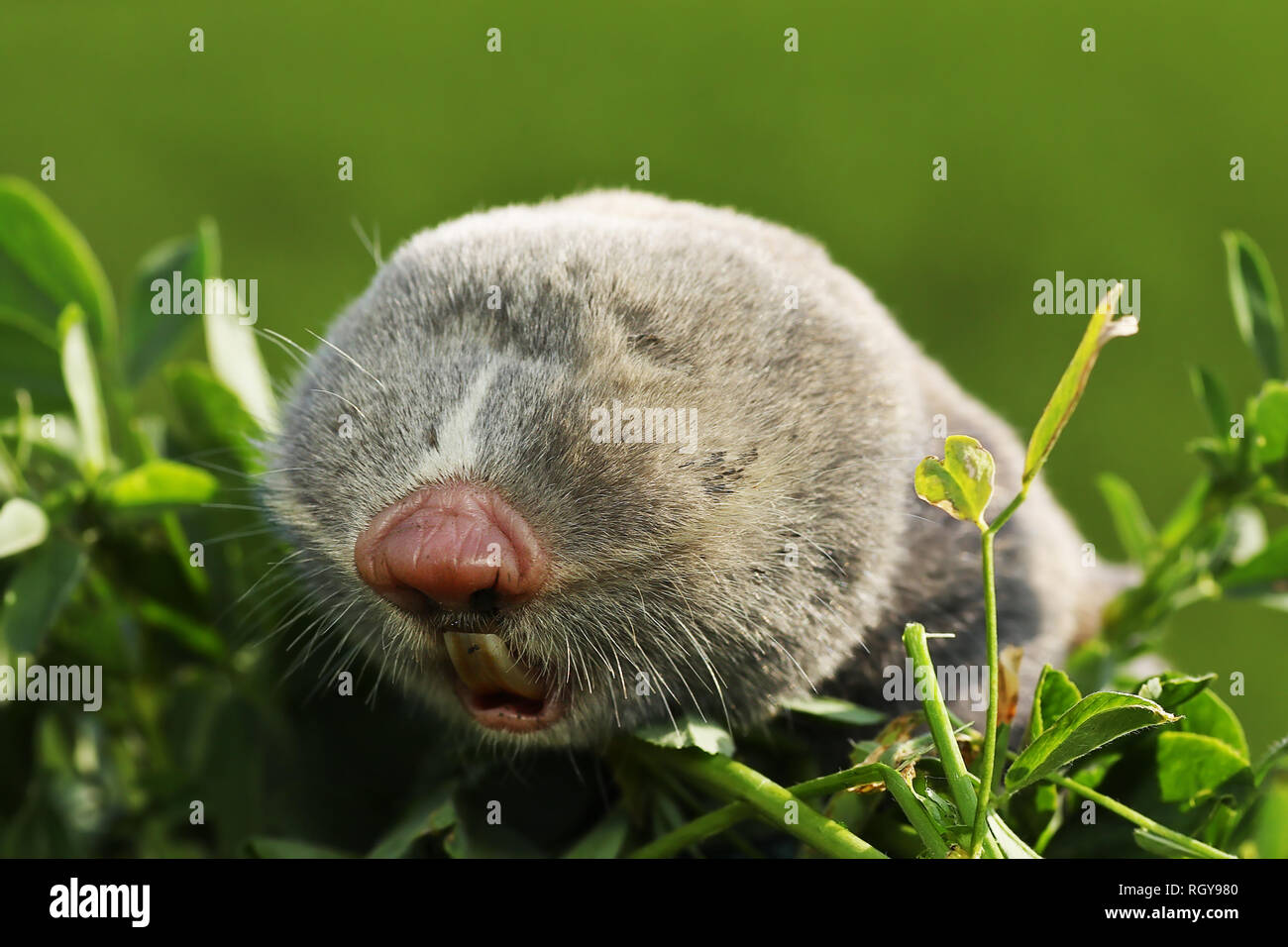 Ritratto di una minore mole rat ( Spalax leucodon ) Foto Stock