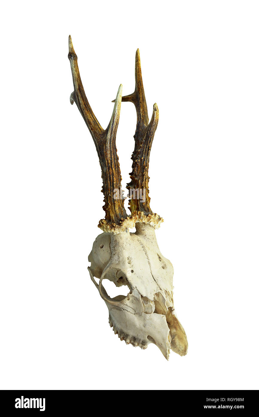 Il Roe Deer buck cranio isolato su whitebackground ( Capreolus capreolus ) Foto Stock