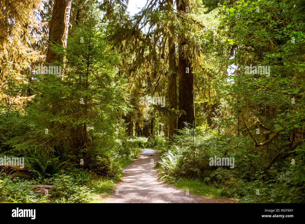 Hoh forest nella penisola olimpica, nello stato di Washington, Stati Uniti d'America Foto Stock