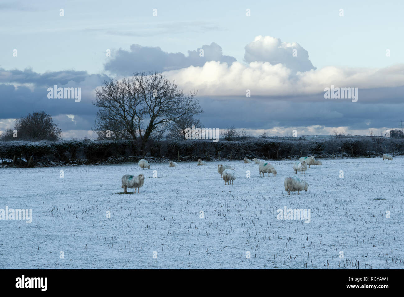 Scena invernale nel Galles del Nord vicino al villaggio di Tregarth in Gwynedd. Foto Stock