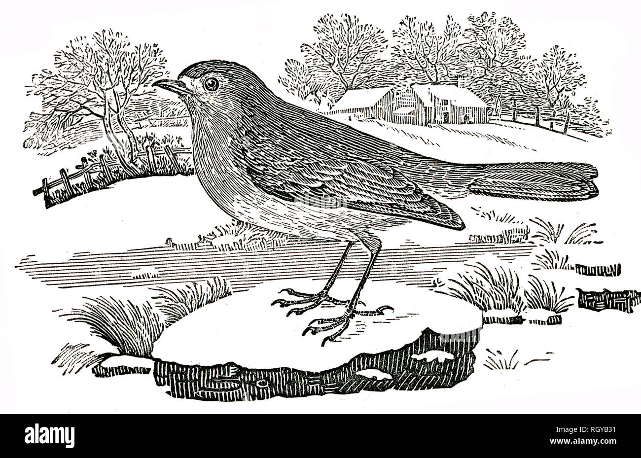 Preso da 'La Storia Naturale di Selborne' dalla Rev Gilbert bianco, 1875 Edition Foto Stock