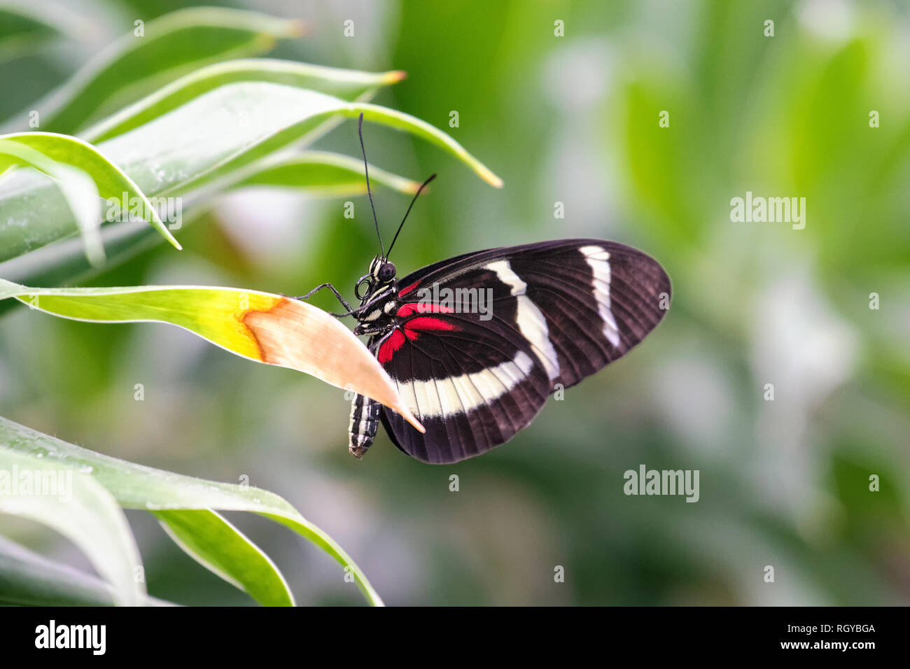 Una farfalla nera con strisce rosse e bianche è seduta su una foglia di  palma Foto stock - Alamy