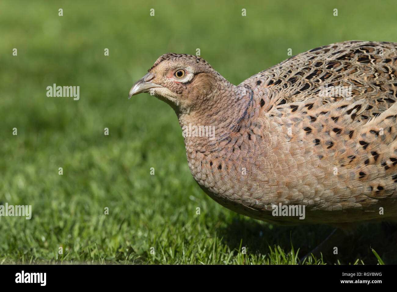 Gallina Fagiana close-up Foto Stock