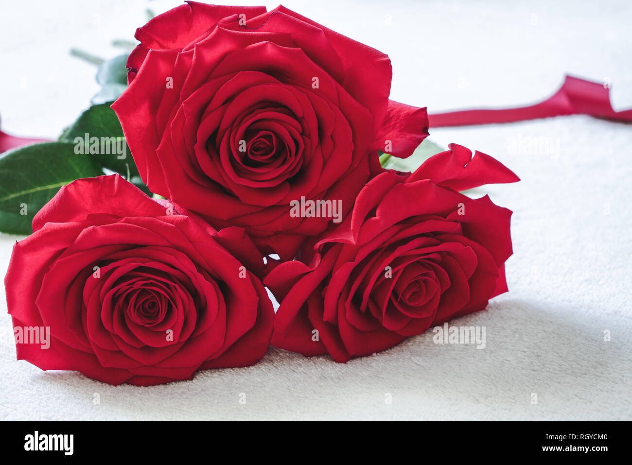 Macro di tre belle colombiano di rose rosse in piena fioritura. Il giorno  di San Valentino romantico o la celebrazione del concetto Foto stock - Alamy