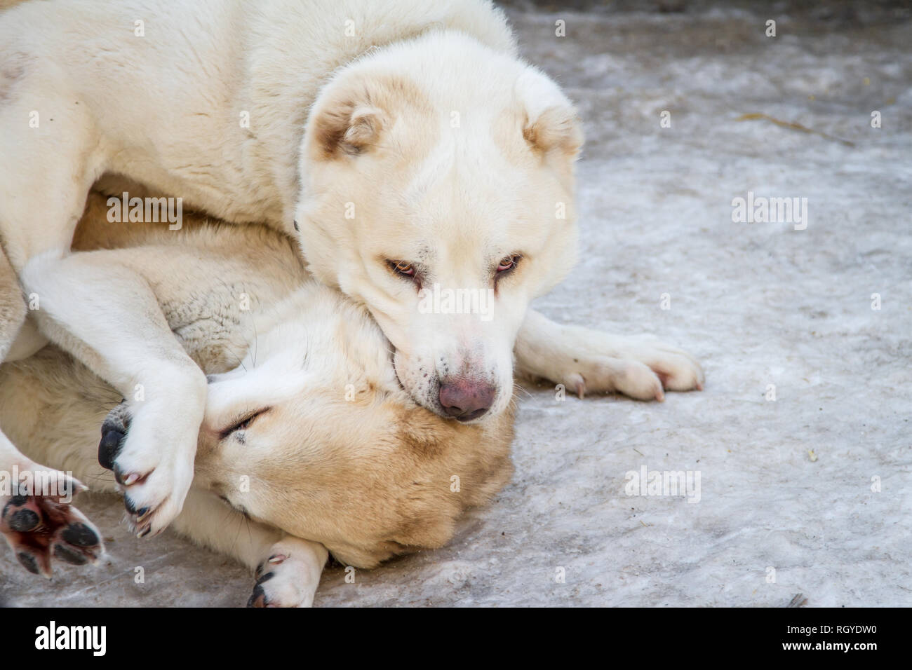 2 Paesi dell Asia centrale - cani da pastore a giocare nella neve (Alabai, Ovcharka) Foto Stock