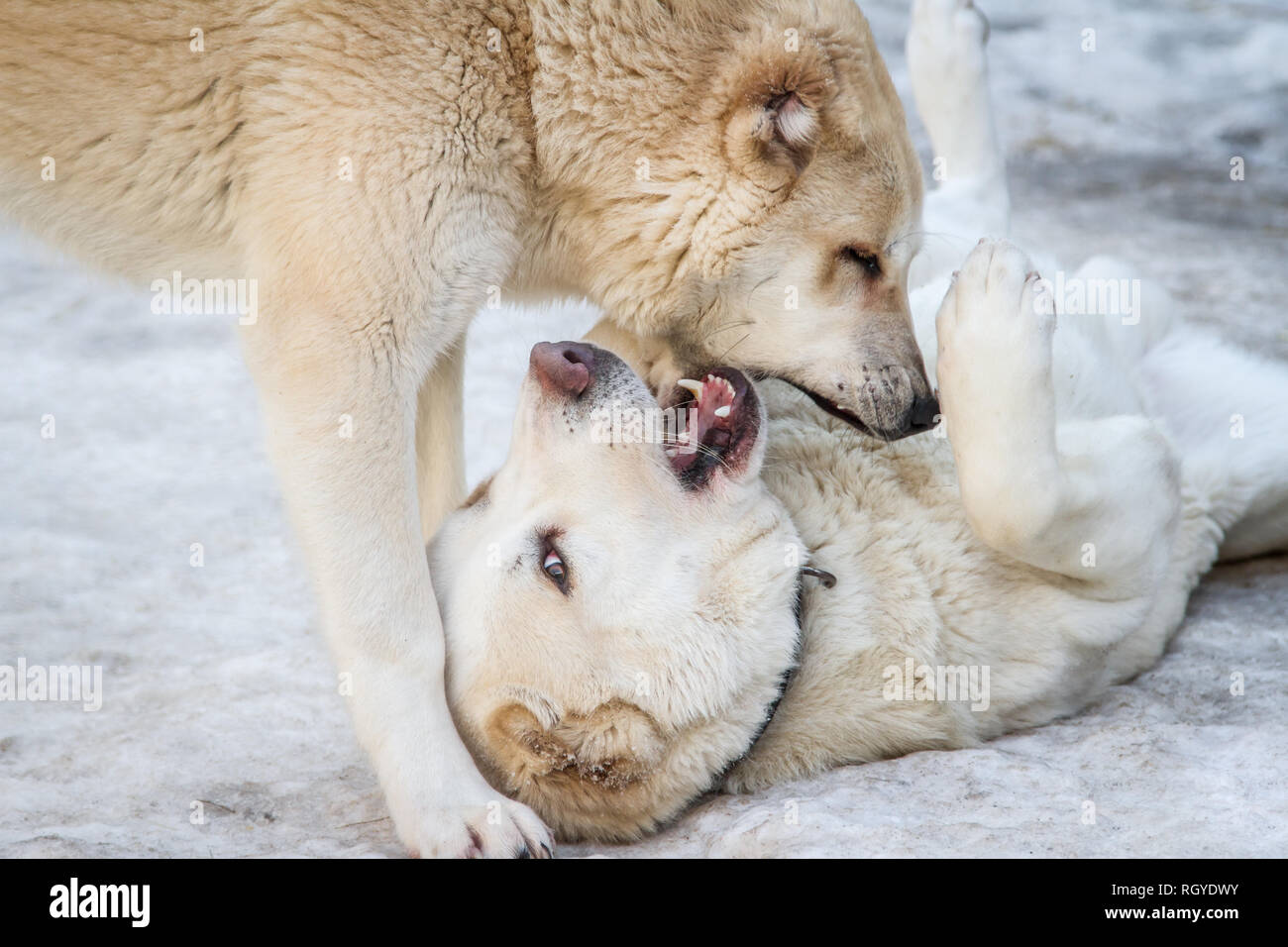 2 Paesi dell Asia centrale - cani da pastore a giocare nella neve (Alabai, Ovcharka) Foto Stock