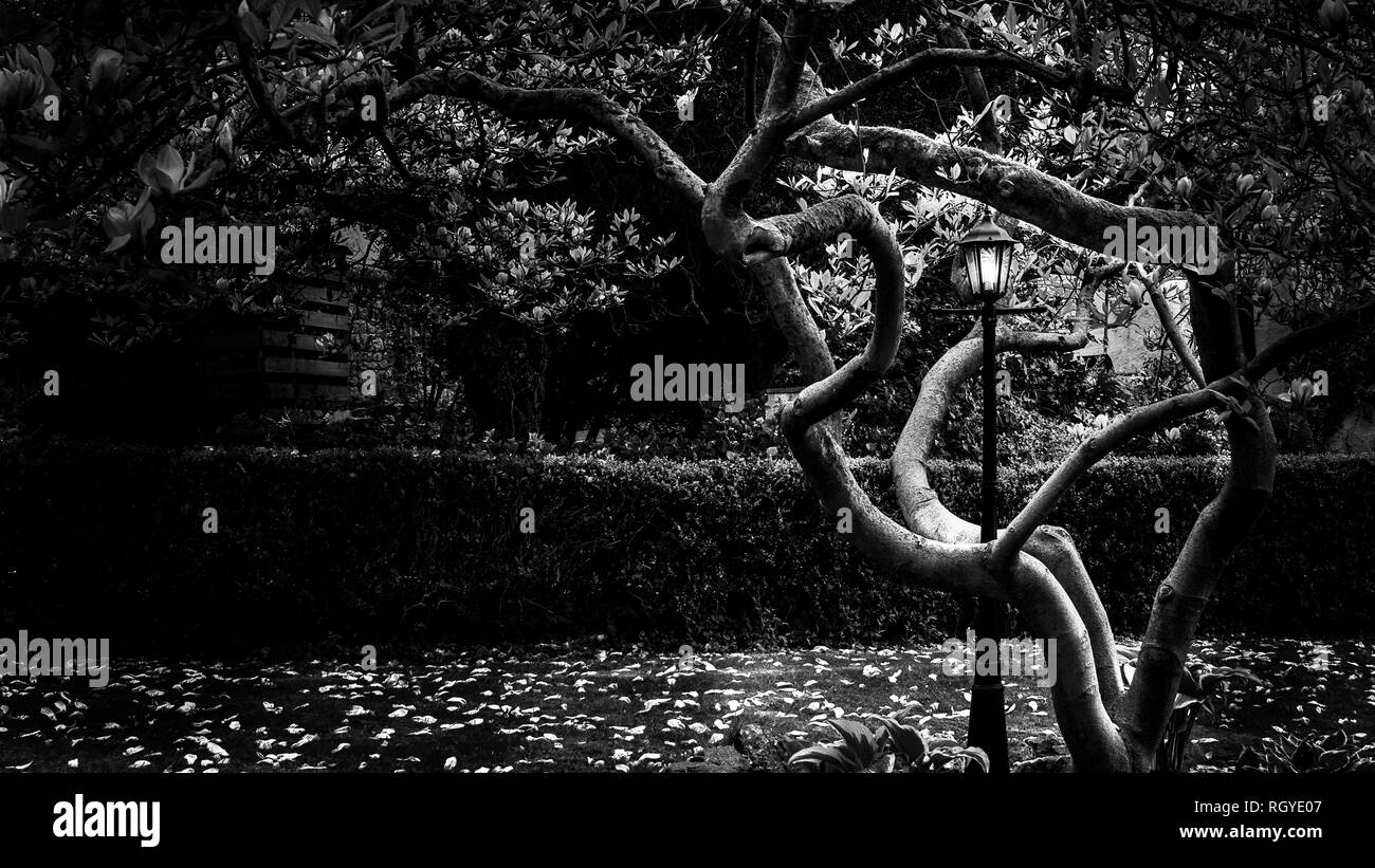 Una lampada posta travolto da un albero in un distretto del lago giardino, in bianco e nero. Foto Stock