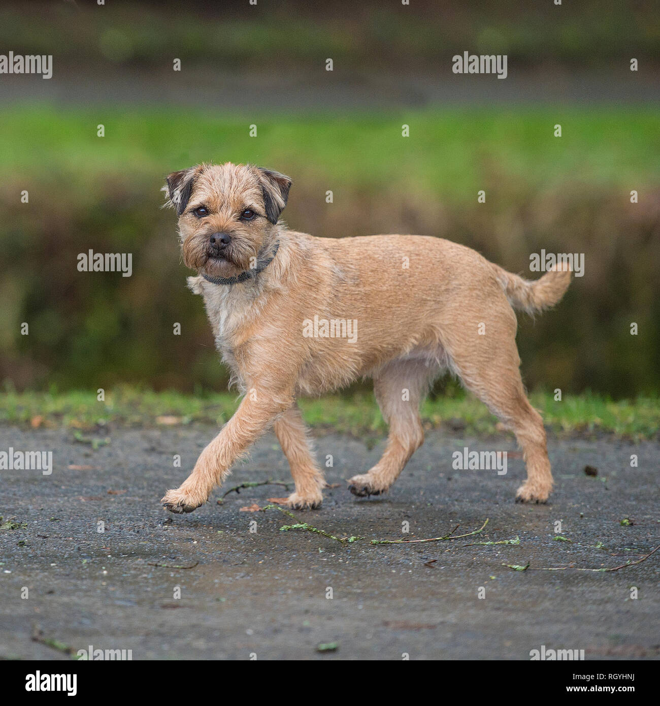 Border terrier Foto Stock
