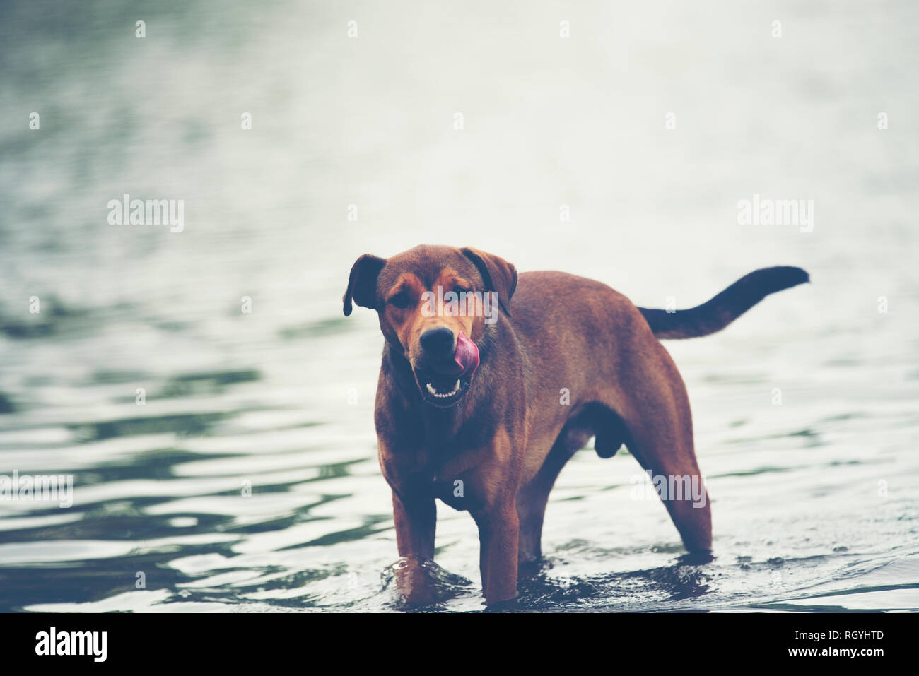 Cane in acqua Foto Stock