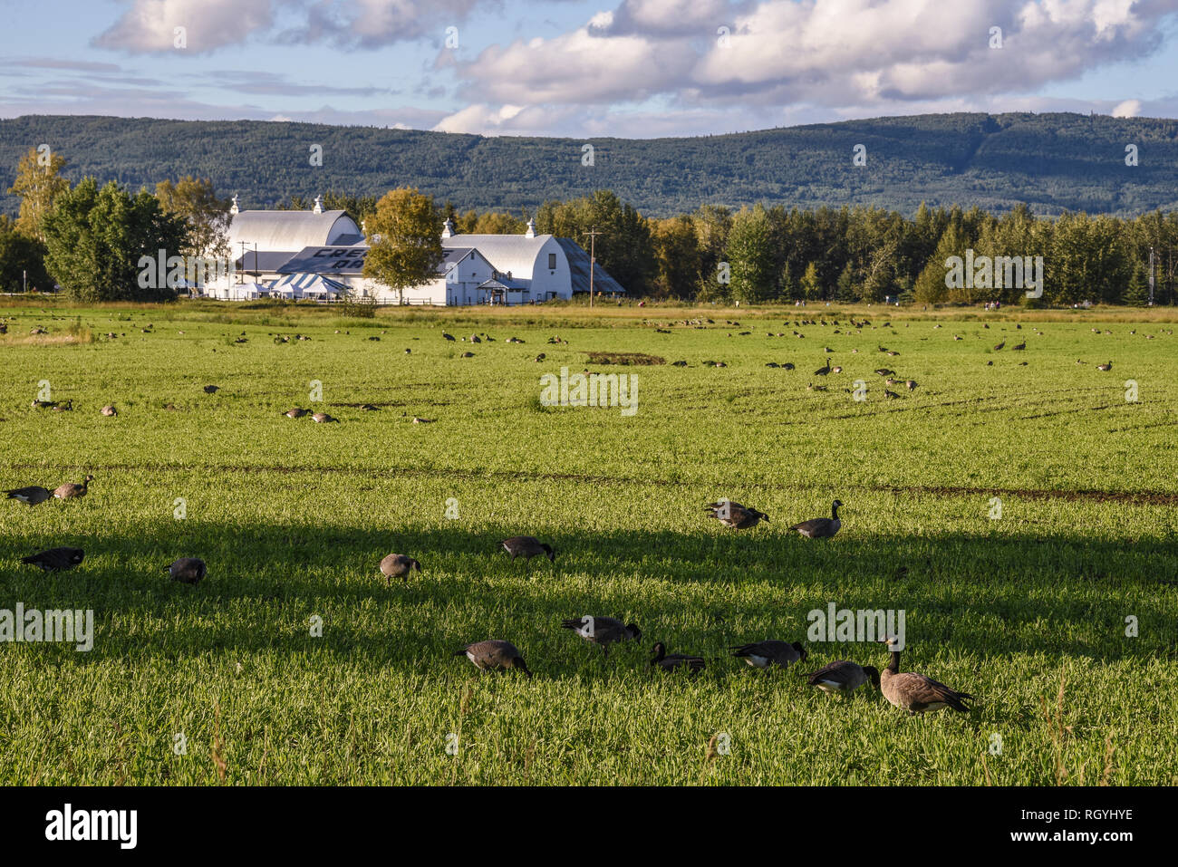 Creamer Campo dell'uccello migratore rifugio, Fairbanks, Alaska, STATI UNITI D'AMERICA Foto Stock