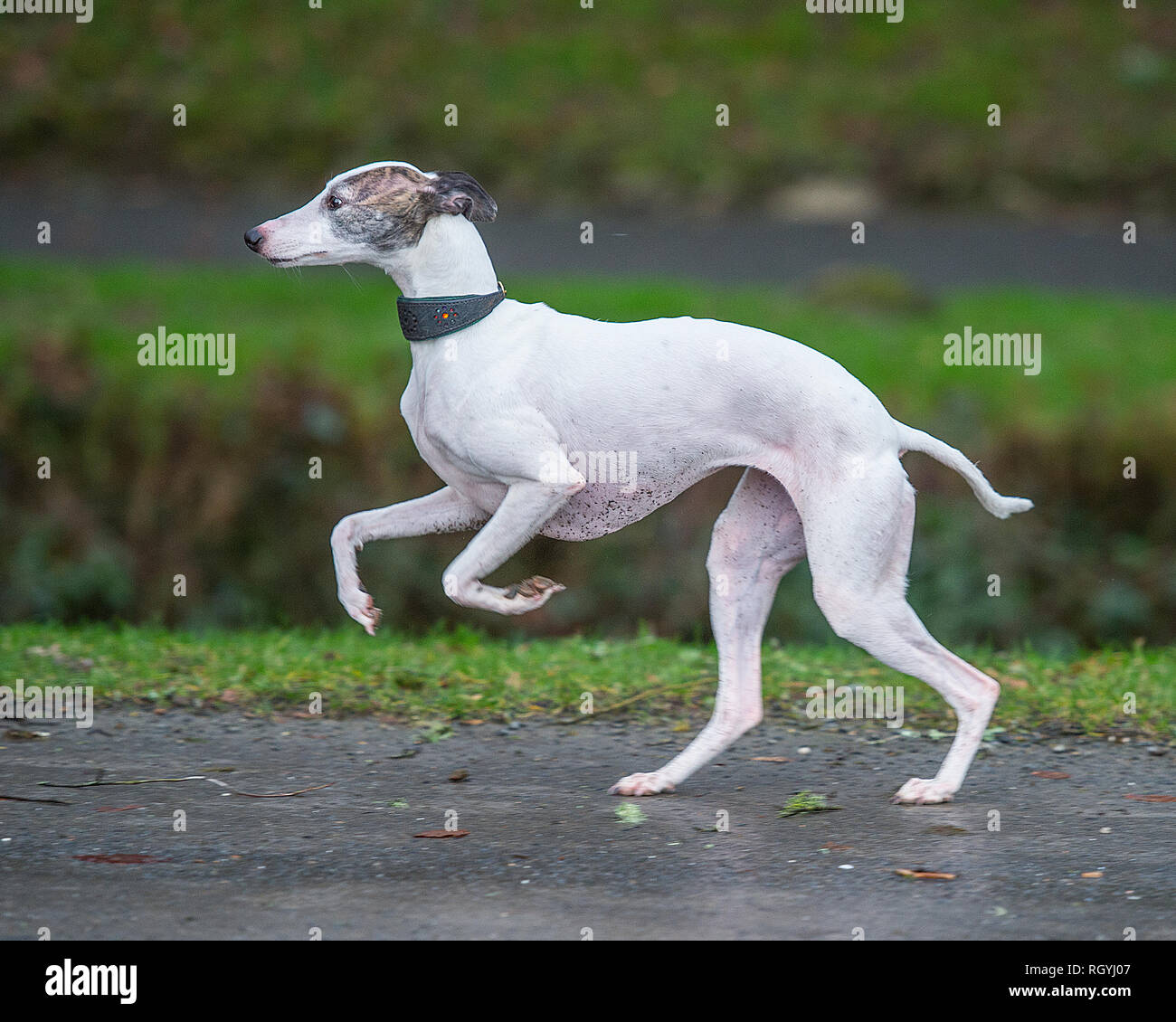 cane di Whippet Foto Stock
