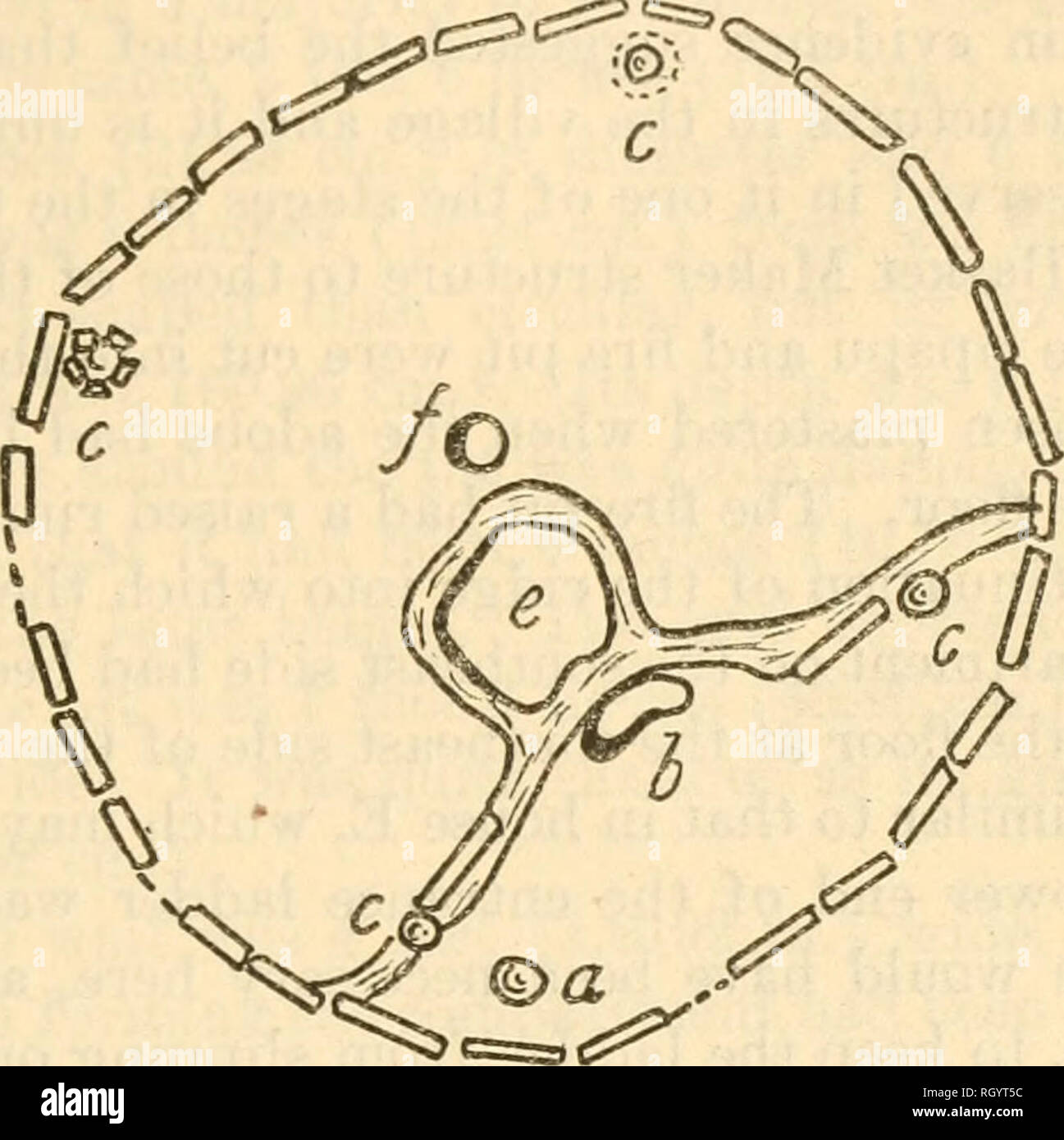 . Bollettino. Etnologia. ROBERTS] SHABIK'ESHCHEE VILLAGE 37 Tre dei montanti di supporto media di 9 pollici (22,86 cm.) in diam- eter, e il quarto era di 6 pollici (15,24 cm) attraverso. L'aver- età profondità alla quale erano state affondate nel pavimento era di 2 piedi (60,96 cm.). Casa H c'erano certe caratteristiche individuali in casa H, ma erano di natura tale che gli aspetti generali delle abitazioni coin- cided molto strettamente con quelle delle altre strutture. C^^^ (PI. 5, Ho; fig. 11.) lastre di pietra era stata utilizzata per affrontare l'en- pneumatico periferia dello scavo. La sovrastruttura era stata su Foto Stock