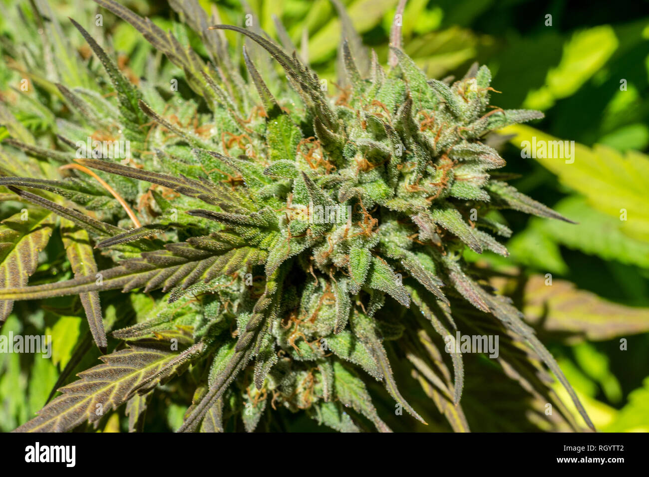 La cannabis o la marijuana boccioli e fiori che crescono in una piantagione di outdooors. La fotografia macro. Close up. Foto Stock
