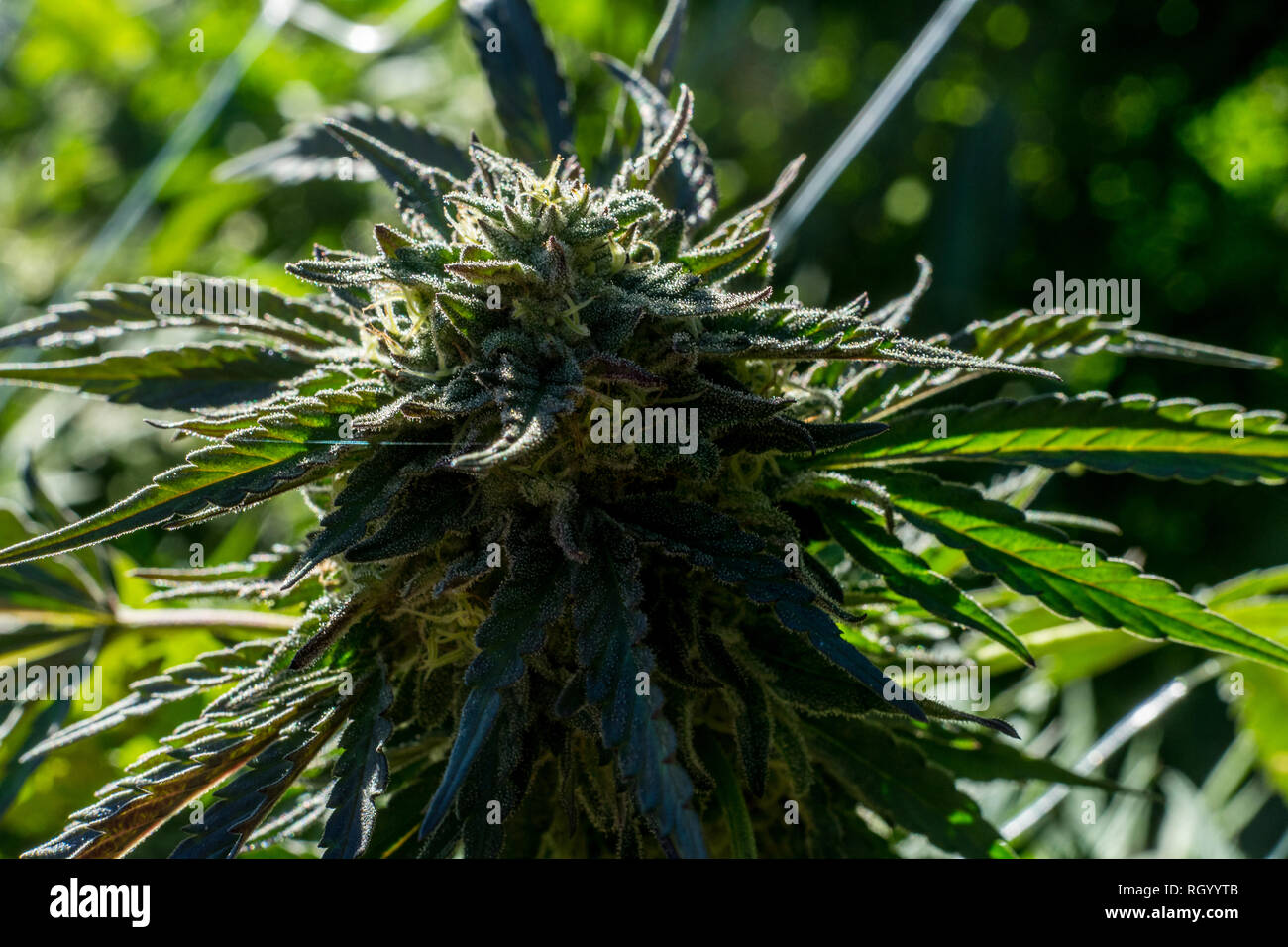 La cannabis o la marijuana boccioli e fiori che crescono in una piantagione di outdooors. La fotografia macro. Close up. Foto Stock