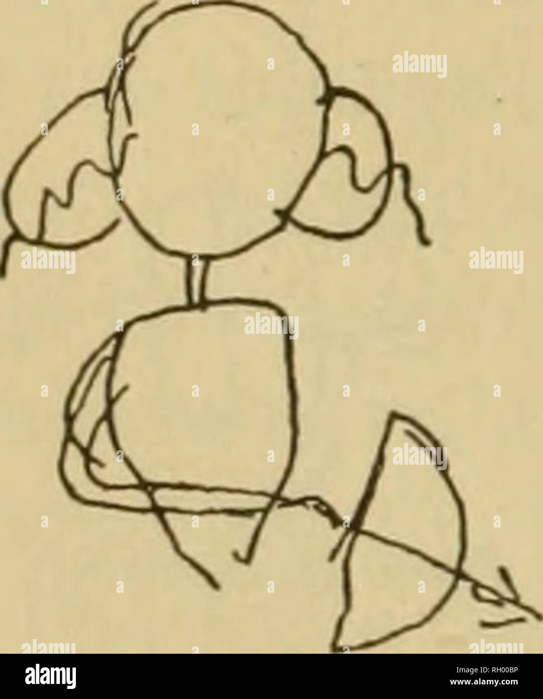 . Bollettino. Etnologia. 46 ufficio di etnologia AMEEICAN [bull. 45 interpretazioni. Al fine di chiarire questo punto, la trascrizione della canzone è seguita da una trascrizione di queste sillabe. La metrica di impulso di misura inizio è mantenuto in tutto la ejacu- relazioni, anche se dopo la seconda rendition queste sillabe sono date in tempo triplo. Questo mostra l'impulso della misura comincia ad essere chiaramente stabilito nella mente del cantante. Non vi è alcuna relazione tra questo e le unità metriche del tamburo. Dopo aver "shot" da noi'daked' la persona che viene avviato fa Foto Stock