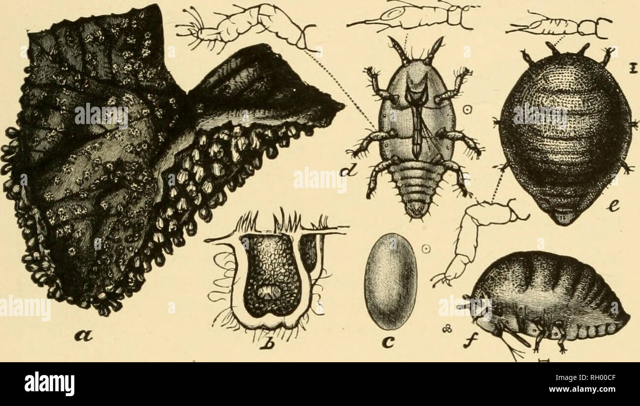 . Bollettino. La geografia. Foresta Secca di margine 273 l'uva cresce spesso in queste situazioni ed è particolarmente soggetto ad attacco dalla fillossera (Fig. 277) e il Grapevine giugno beetle, larve di 8-spotted forester (Alypia odomaculata Tess.), e il Grapevine epimens (Psychomorpha epimensis Drury) (163). Tutti questi trascorrono una parte della loro vita in terra. La fillossera (Fig. 277) Gli inverni sulle radici dell'uva. L'uva-maggiolino larva fori nel legno. Le pupe dei due falene foro in legno marcio o il terreno per pupation e anche di trascorrere l'inverno. Questo può essere un importante c Foto Stock