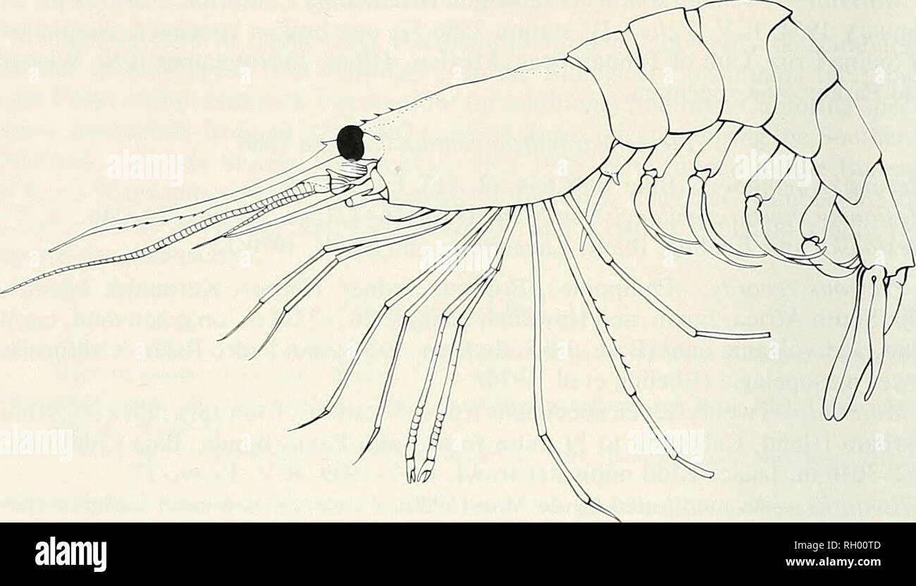 . Bollettino. Scienza e storia naturale; storia naturale. 86 sud della Accademia delle Scienze della California. Fig. 1. Plesionika mania semilaevis. Femmina, lunghezza totale 49,5 mm. 5.7 miglia, 43'/2° vero dalla nave Rock, Isola di Santa Catalina, California. 846-864 m. Il 24 febbraio 1961. R. V. Vetera stazione IV 7299-61. 28 marzo 1939, Velero III station 948-39, numerosi esemplari, molti di loro ovigerous. Off La Plata Isola, Ecuador: 83-102 m, rock e fondo di fango, 10 febbraio 1934, Velero III station 212-34, due campioni, uno di loro ovigerous. Commento.-nonostante la vasta raccolta per la versione riveduta L Velero III e Vel Foto Stock